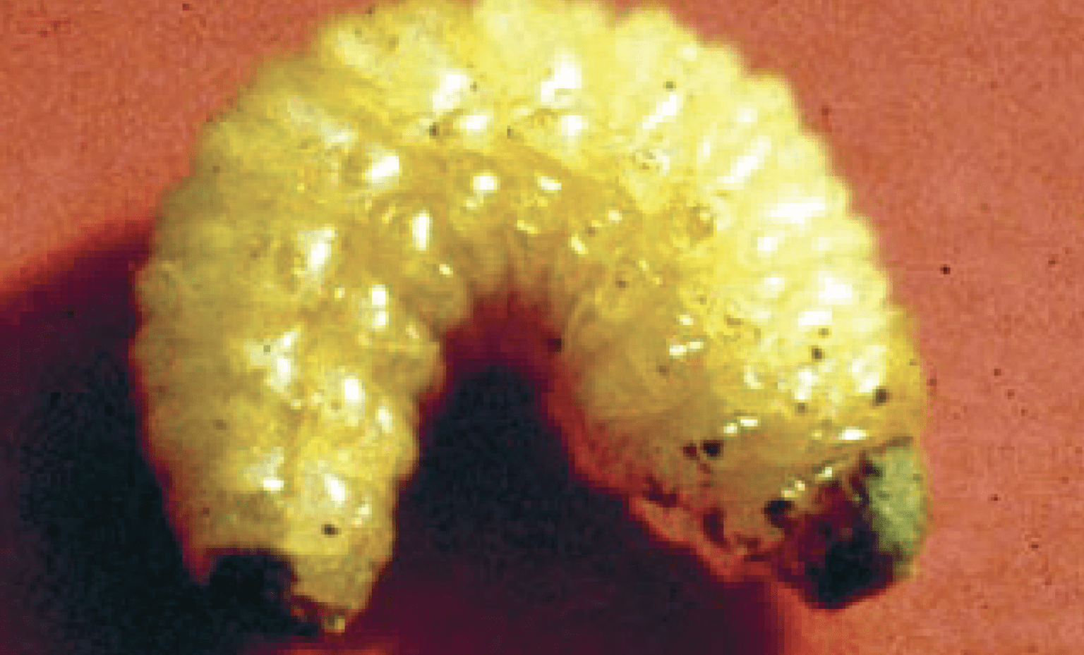 Pantry Pest Identification in Idaho Barrier Pest Control